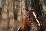 Horses and Stephen Cathedral (Vienna)